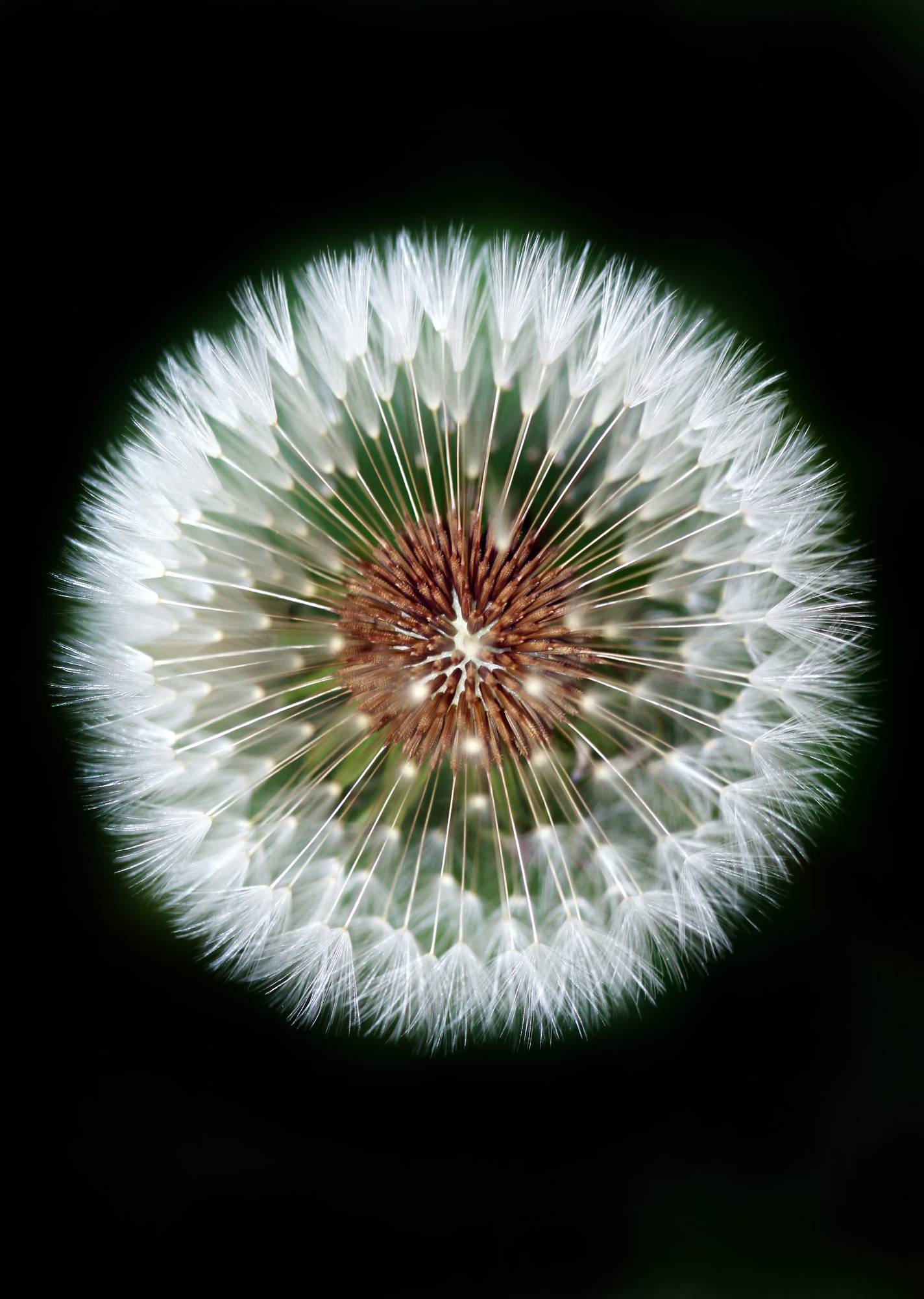 Photo d'une fleur